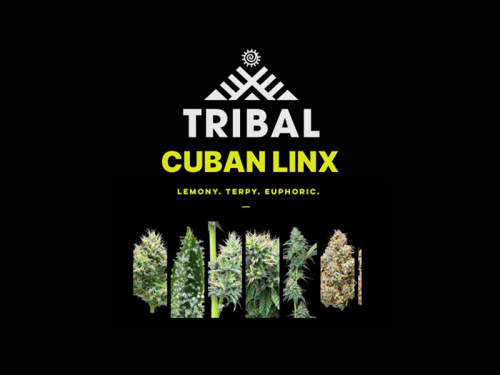 Cuban Linx | Tribal Cannabis Available at Garden City Cannabis Co