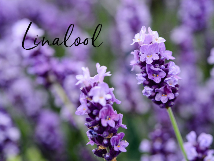 Linalool - The Lavender Aroma