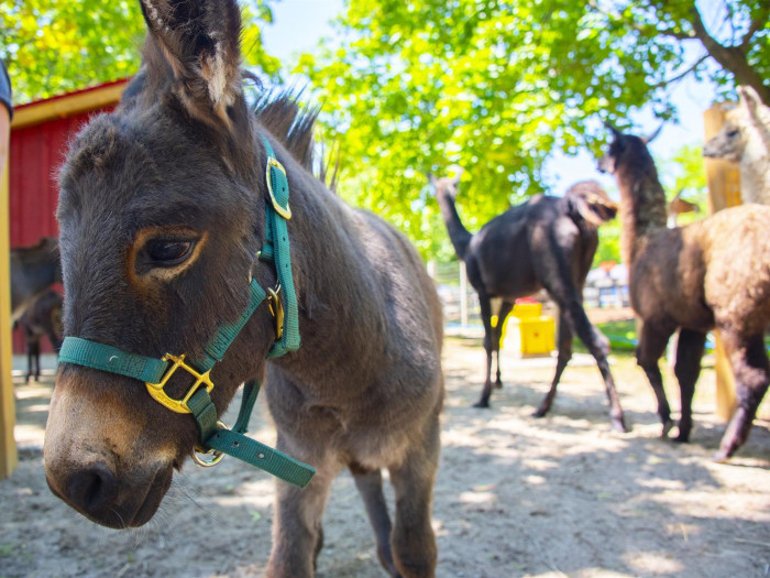 Enjoy a Picnic at Happy Rolph’s Animal Farm