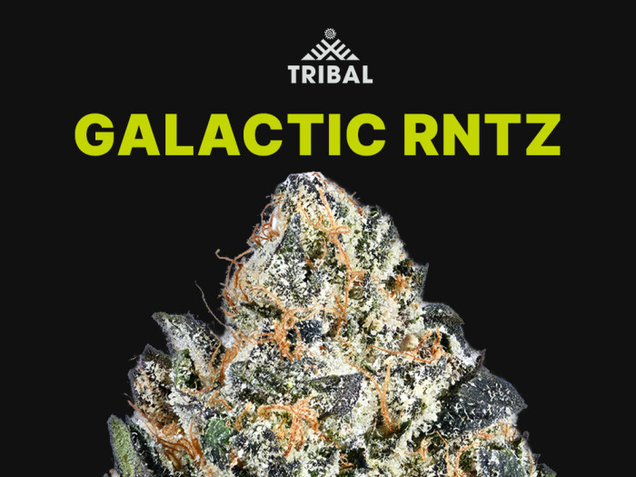 Galactic RNTZ by Tribal at Garden City Cannabis Co