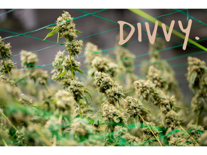 Divvy Cannabis Available in Niagara at Garden City Cannabis Co