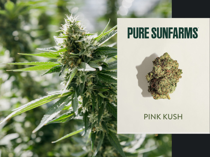 Pure SunFarms Pink Kush Welland St Catharines Fort Erie Garden City Cannabis Co Free Delivery