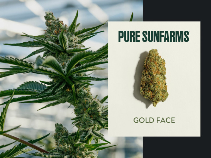 Pure SunFarms Gold Face Welland St Catharines Fort Erie Garden City Cannabis Co Free Delivery