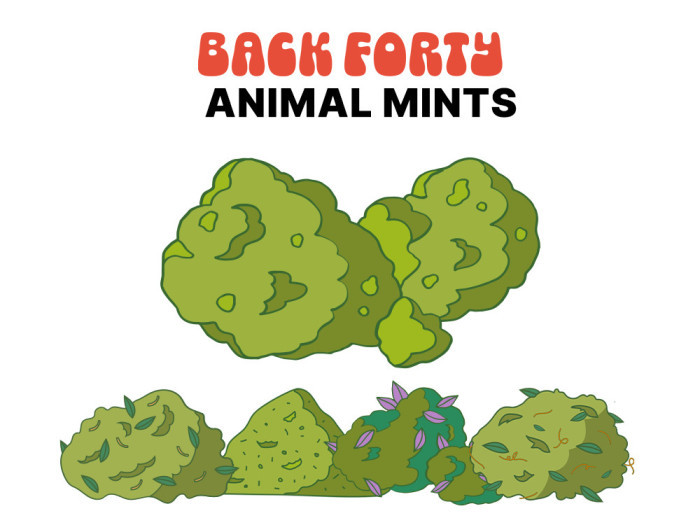 Back Forty Cannabis Animal Mints OG are available at Garden City Cannabis Co 