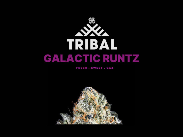 Galactic Runtz | Tribal Cannabis Available at Garden City Cannabis Co