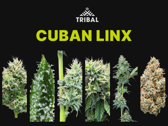 Cuban Linx by Tribal at Garden City Cannabis Co