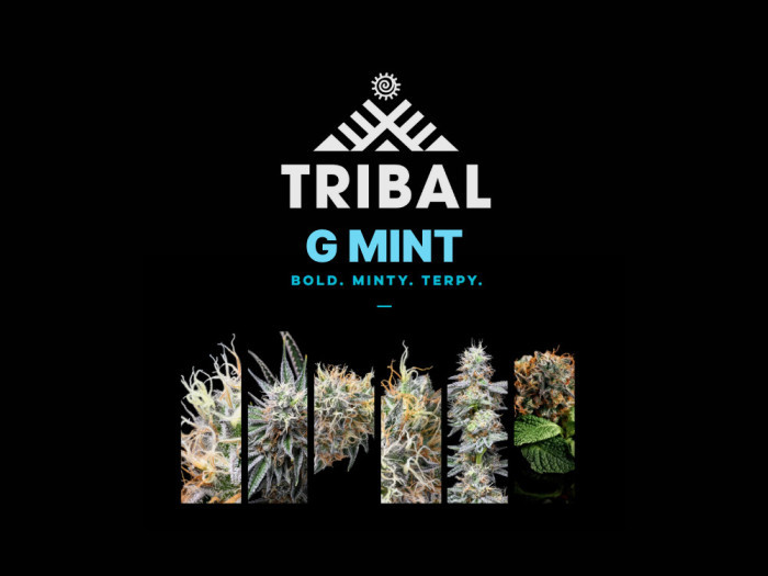 G Mint | Tribal Cannabis Available at Garden City Cannabis Co