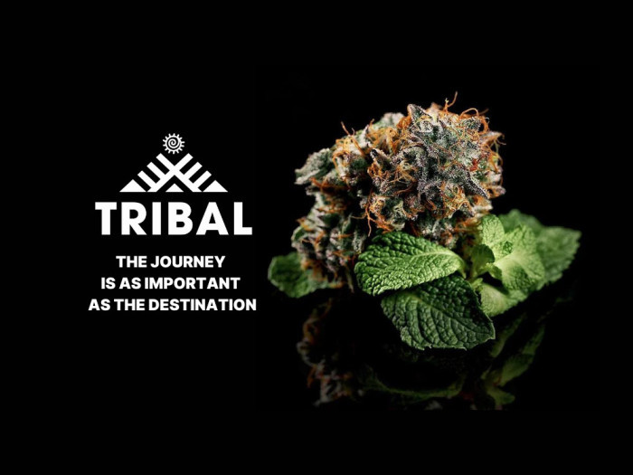 Tribal Cannabis available in St Catharines Welland and Fort Erie