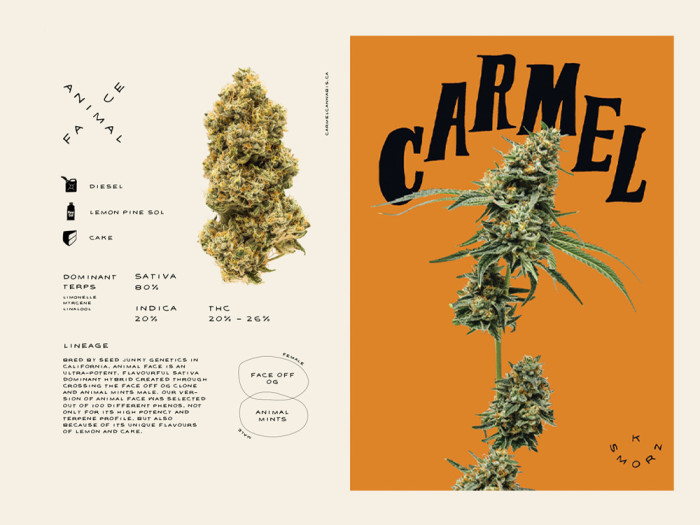 Animal Face Infographic by Carmel Cannabis 