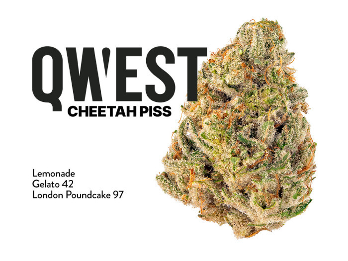 Qwest Cheetah Piss is available at Garden City Cannabis Co 