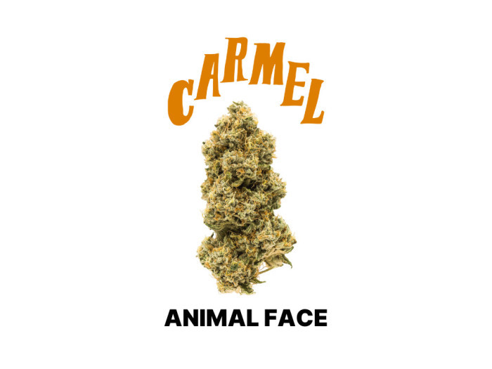 Animal Face by Carmel Cannabis available at Garden City Cannabis Co