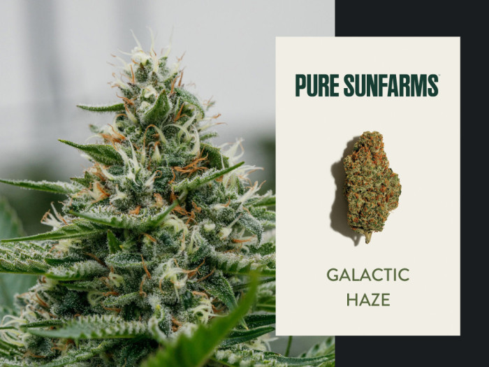 Pure SunFarms Galactic Haze Welland St Catharines Fort Erie Garden City Cannabis Co Free Delivery