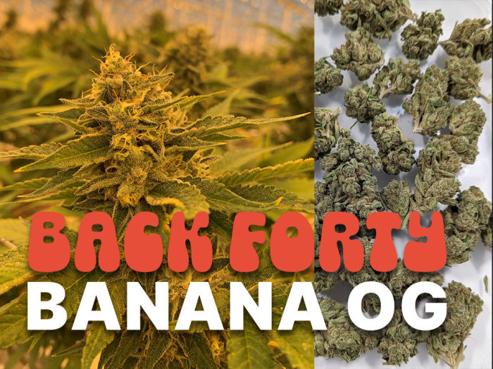 Back Forty Banana OG at Garden City Cannabis Co