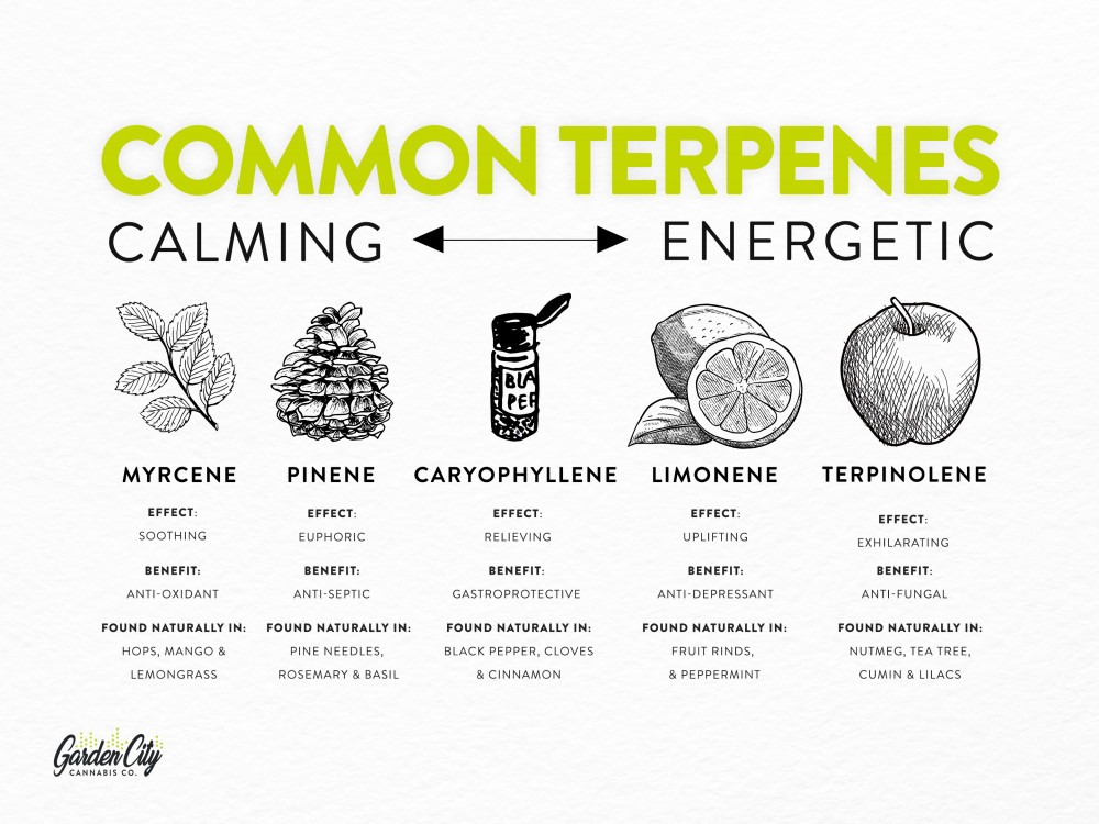 The 5 Common Terpenes