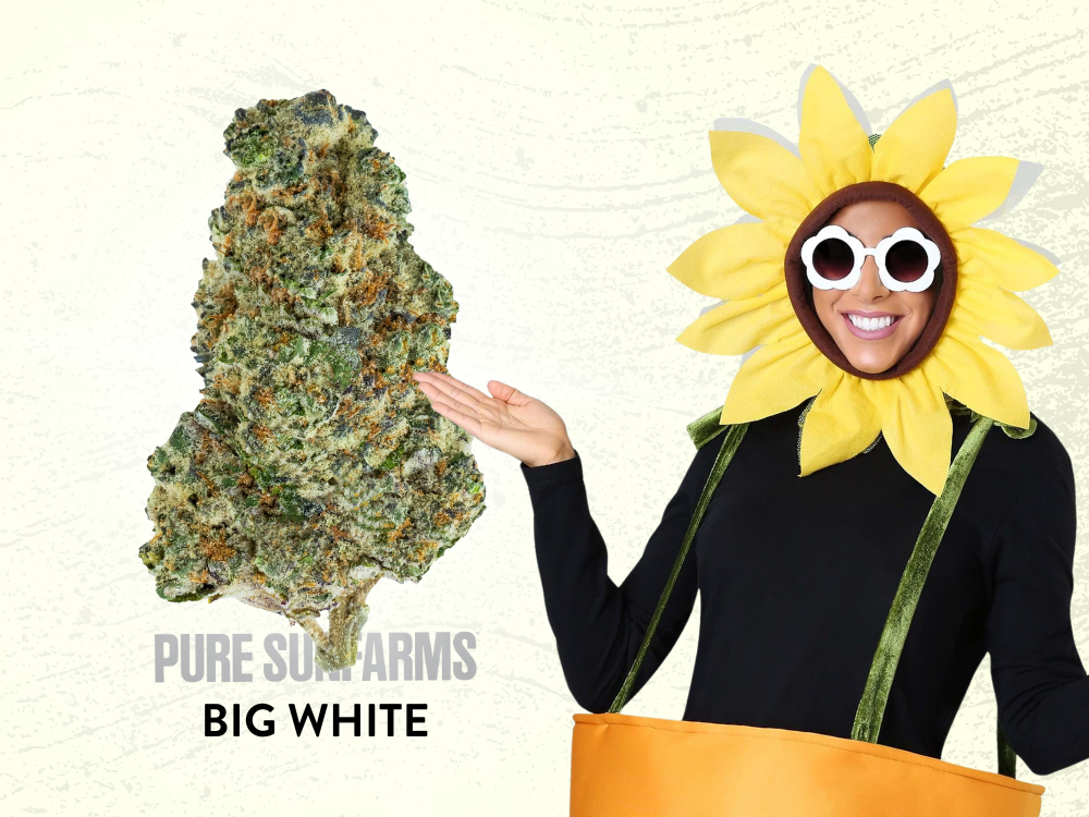 Pure Sunfarms Big White Available at Garden City Cannabis Co 4