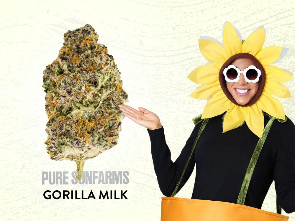Pure Sunfarms Gorilla Milk Available at Garden City Cannabis Co 6