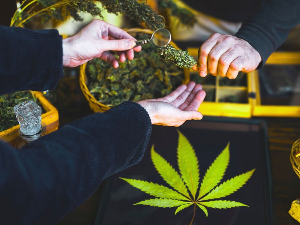 checking-cannabis-package-date-for-freshness