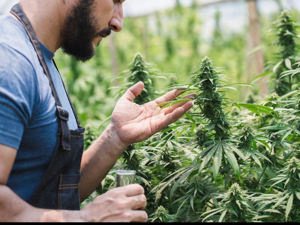 high-thc-cannabis-myth-shopping-dispensary